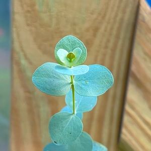 Baby Blue Eucalyptus Starter Plant